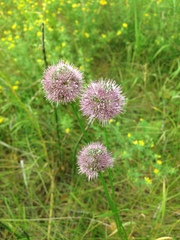 Allium senescens