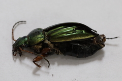 Carabus auratus