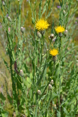 Centaurea chartolepis