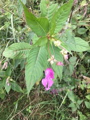Impatiens glandulifera
