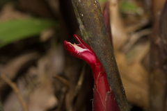 Hornstedtia havilandii