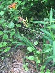 Hemerocallis