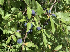 Prunus spinosa