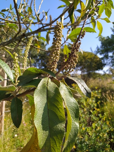 Image of Abatia parviflora by (c) Ángela Patricia Rojas Cortés, some rights reserved (CC BY-SA)