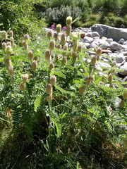 Astragalus alopecurus