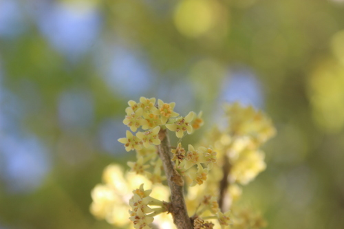 Melicytus ramiflorus