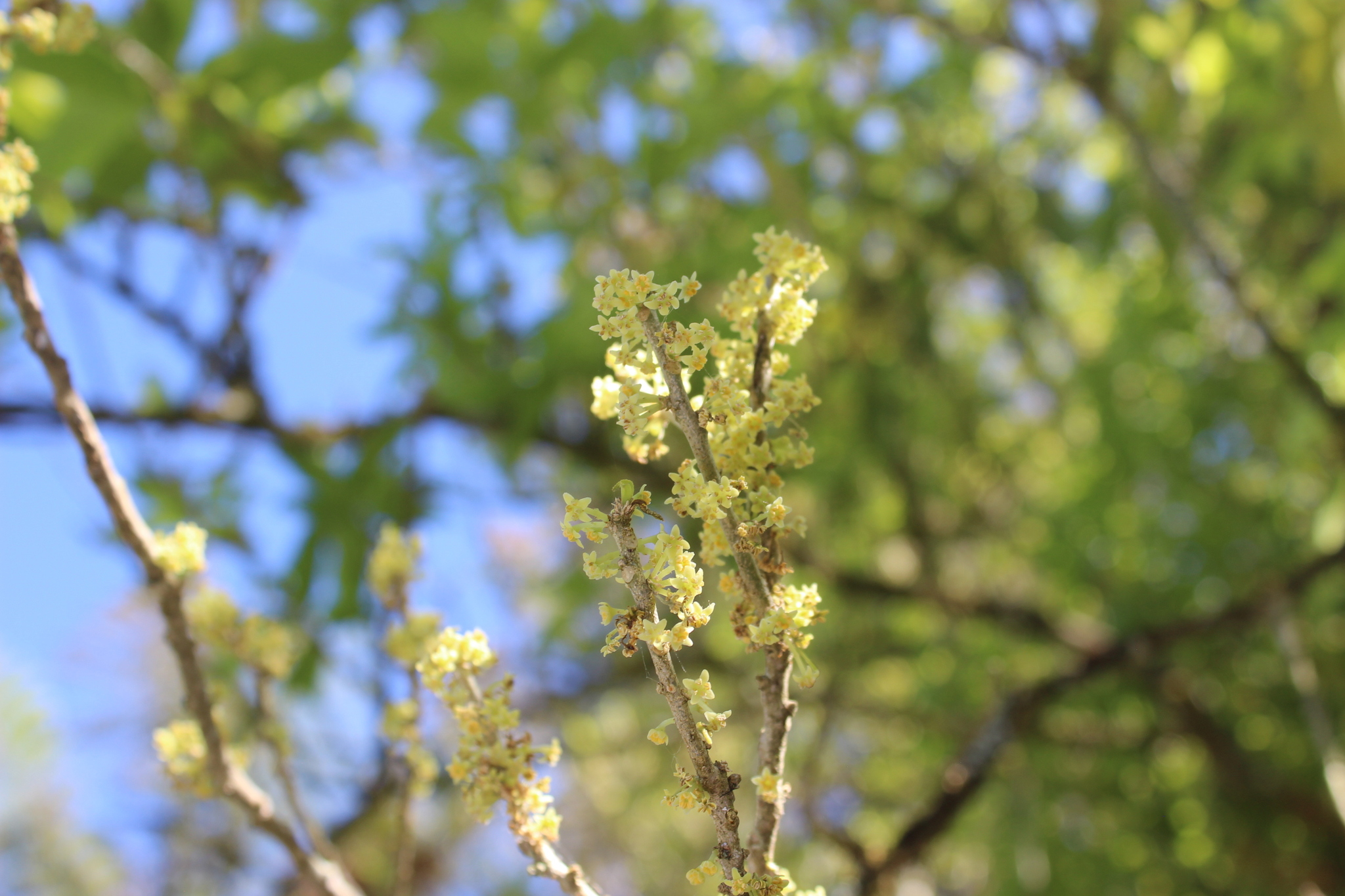 Melicytus ramiflorus