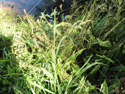 Image of Nephrolepis flexuosa by (c) Joe Dillon, some rights reserved (CC BY)