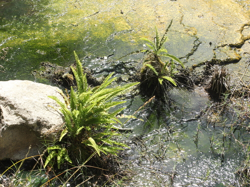 Image of Nephrolepis flexuosa by (c) Joe Dillon, some rights reserved (CC BY)