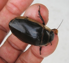 Dytiscus harrisii