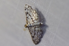 Hileithia rehamalis