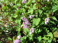 Lamium garganicum
