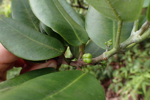 Melicope oahuensis observed 2024-12-14