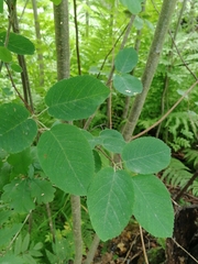Amelanchier spicata
