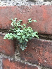Asplenium ruta-muraria