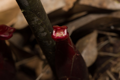 Hornstedtia havilandii