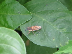 Lixus subtilis