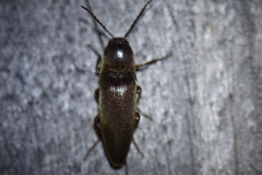 Diplostethus texanus
