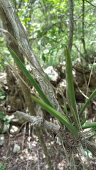 Trichocentrum yucatanense