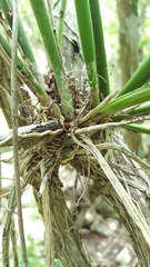 Trichocentrum yucatanense