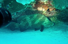 Chromileptes altivelis