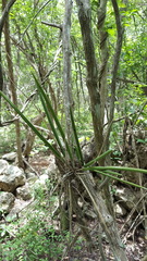 Trichocentrum yucatanense