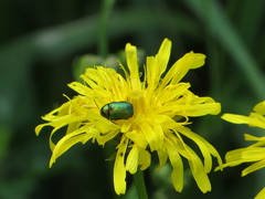 Cryptocephalus sericeus