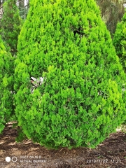 Platycladus orientalis