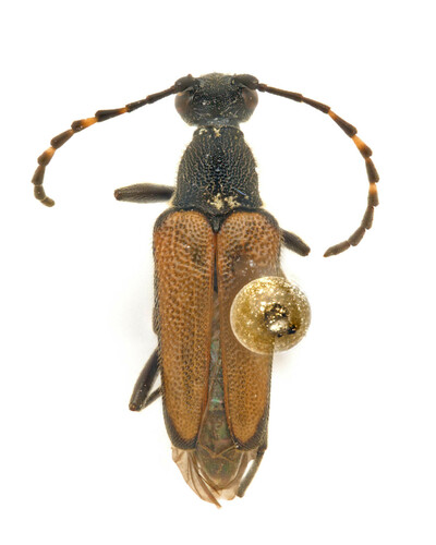 Dark-shouldered Long-horned Beetle photo 4