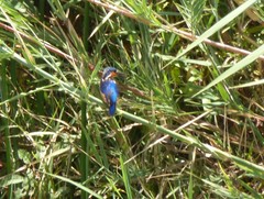 Corythornis vintsioides