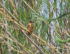 Corythornis vintsioides