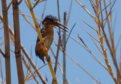 Corythornis vintsioides