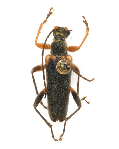 Cortodera cubitalis photo 2