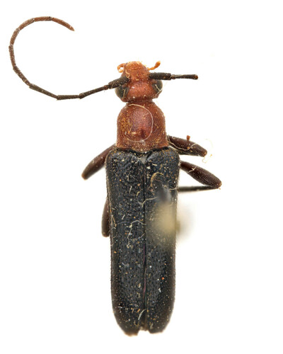 Neoalosterna capitata
