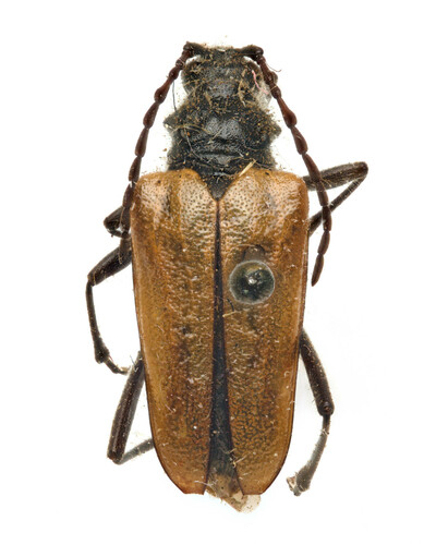 Pachyta lamed photo 4