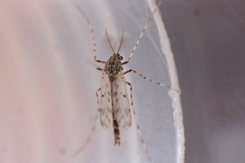 Ablabesmyia monilis