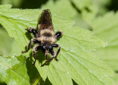 Laphria sacrator
