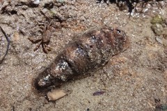 Cryptoplax striata