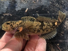 Coastrange Sculpin photo 2