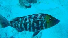 Lethrinus miniatus