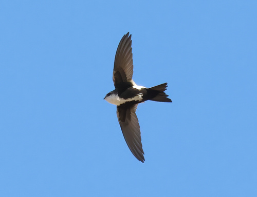 White-throated Swift