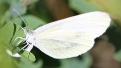 Dismorphiinae