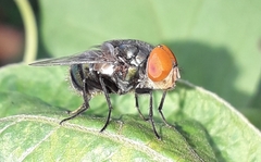 Chrysomya megacephala