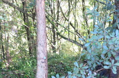 Melicytus ramiflorus ramiflorus