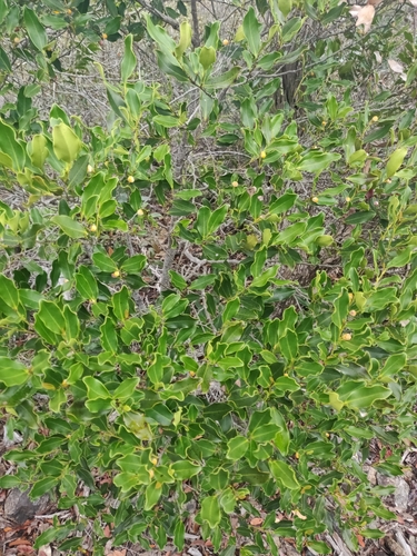 Diospyros vieillardii observed 2024-12-15