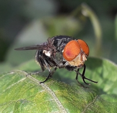 Chrysomya megacephala