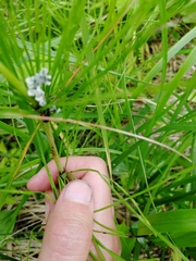 Equisetum pratense