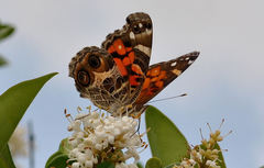 Vanessa virginiensis