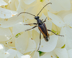 Brachyleptura