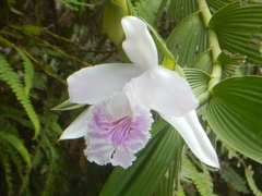 Sobralia rosea